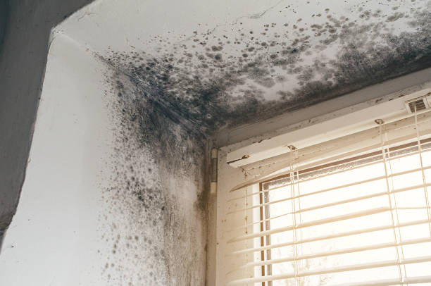Mold Removal service in Bethesda
